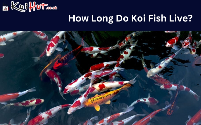 How Long Do Koi Live?